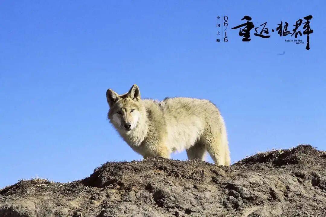 东湖快语｜此后，每一匹草原狼都是“格林”