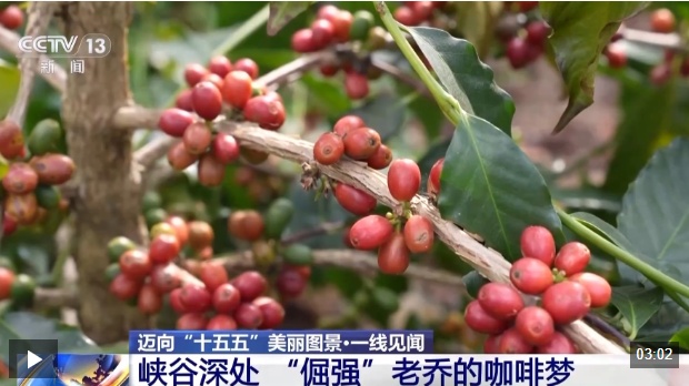  一线见闻丨走出大山 云南咖啡何以从“红果”走向“红火”？