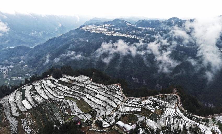 咸丰县黄金洞：雪润茶园兆丰年