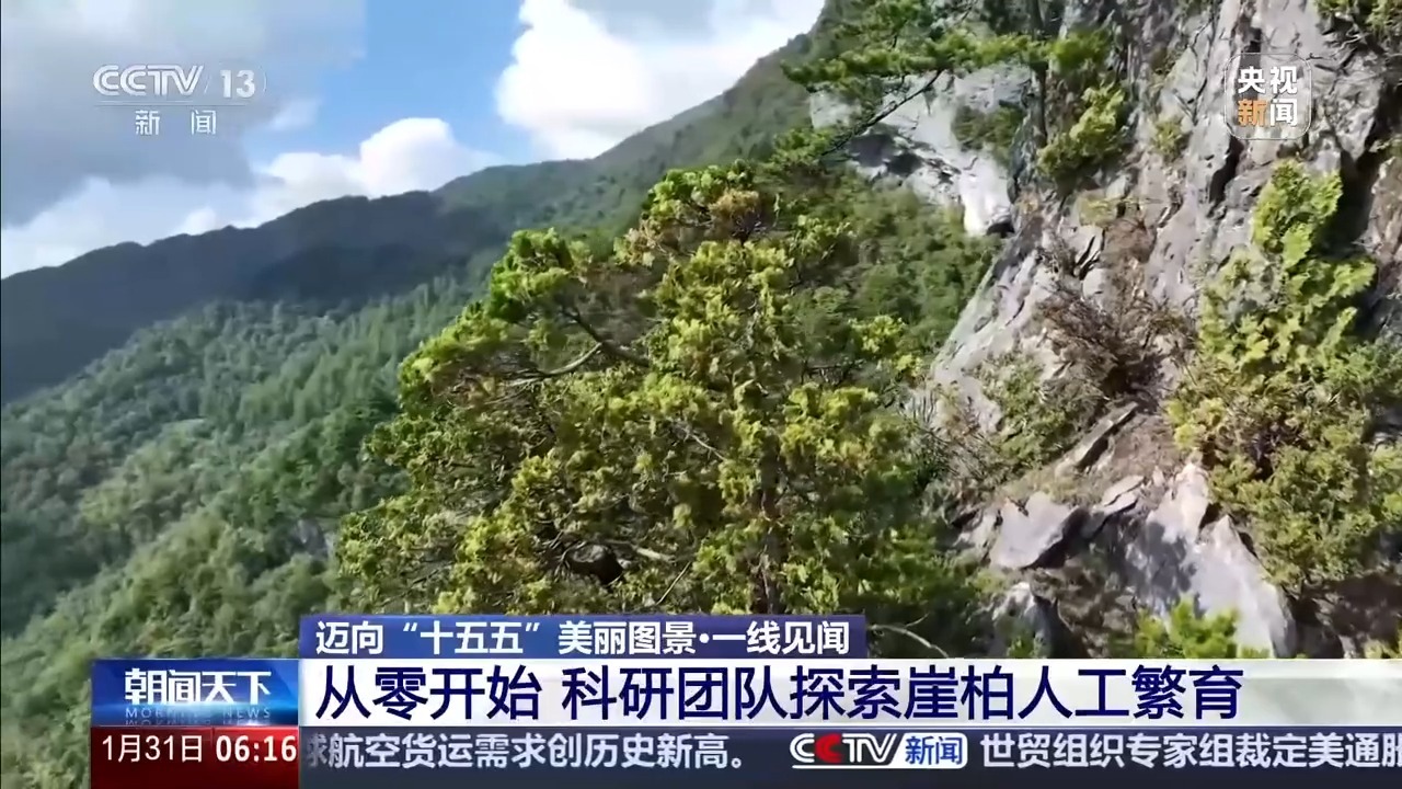 视频丨濒危→全国扎根 看崖柏如何成长为护生态、惠民生的新产业