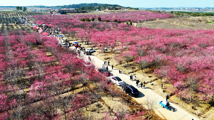  孝昌：千亩梅园竞芬芳 花海经济赋能乡村振兴
