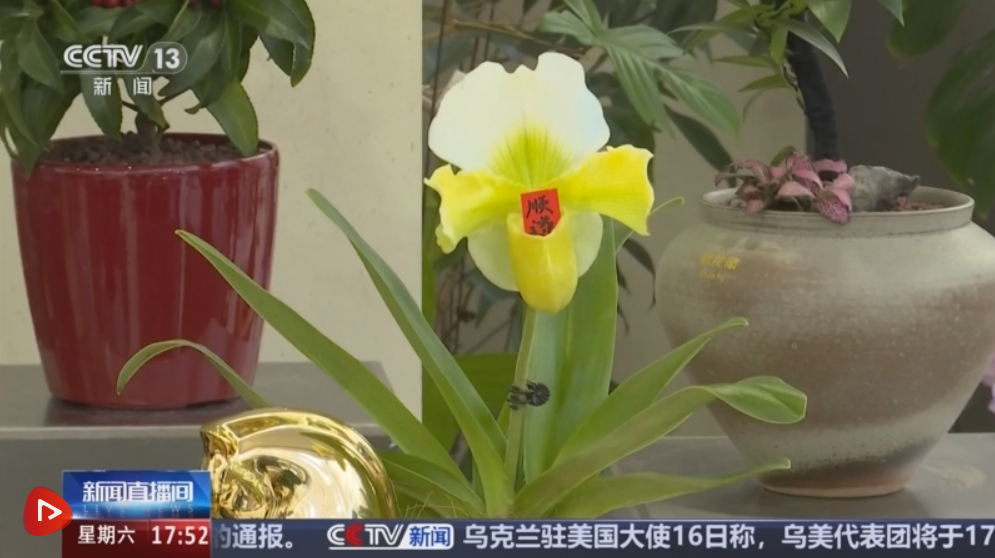 多地年宵花市逐渐升温“新”意涌现 “线上+线下”供销旺让生活锦上添“花”