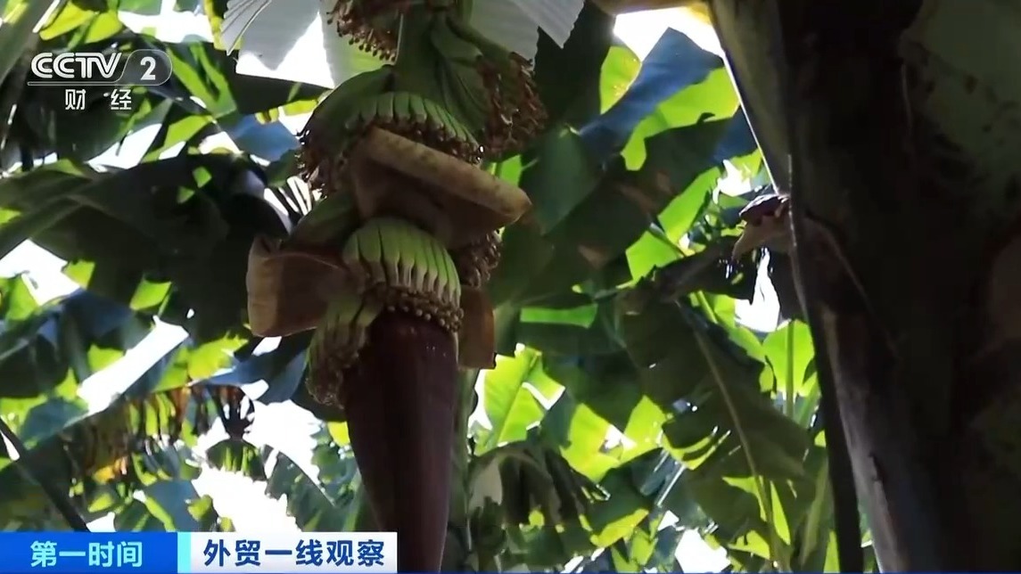 视频：中老铁路运营四年，果蔬跨境运输需求旺盛