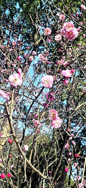 梅花初绽破冬寒 盛放或迎新春时
