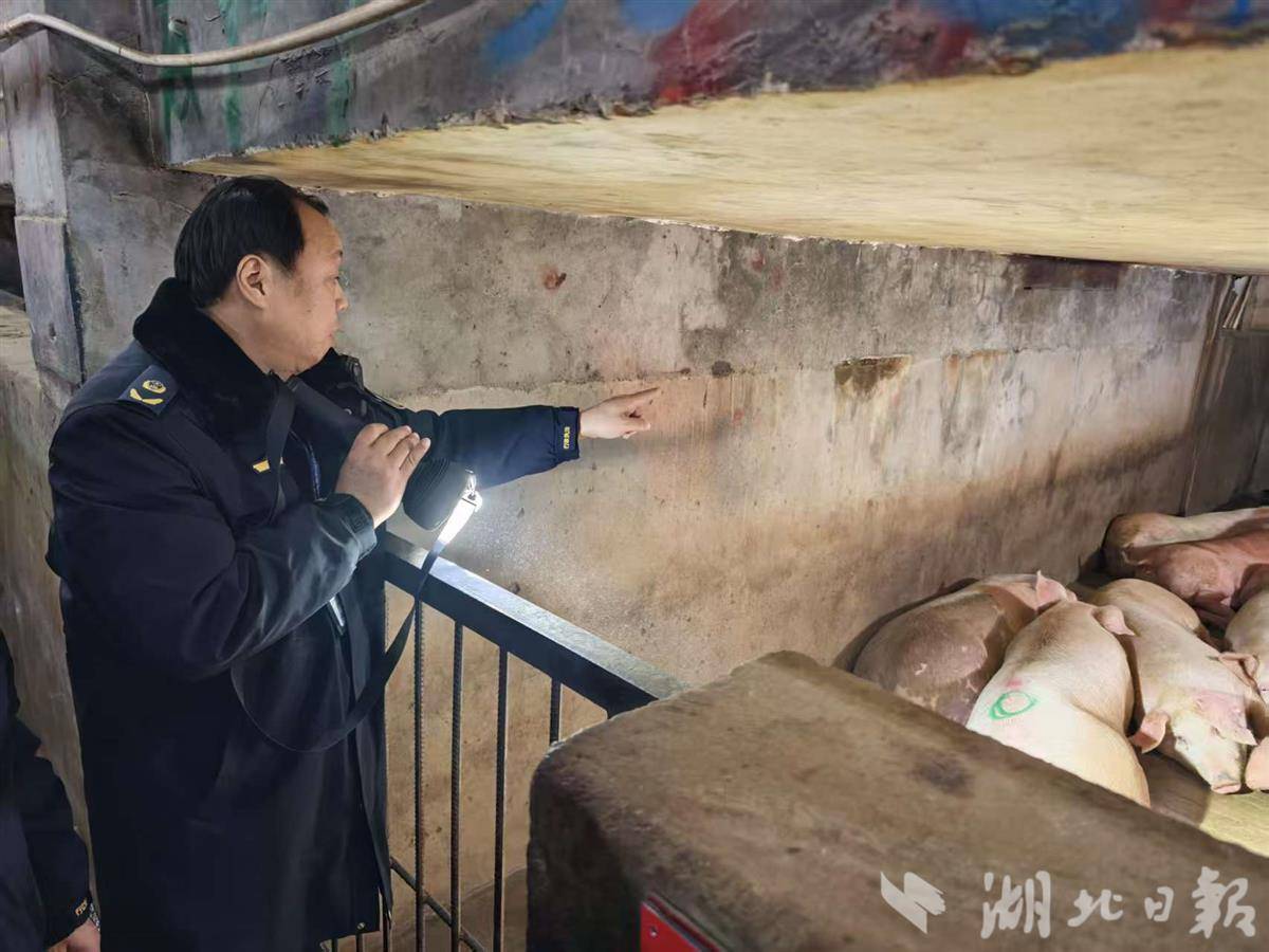 给每头猪“做体检”，武汉夜查屠宰场