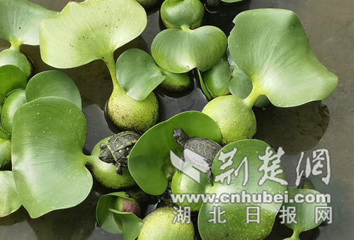 钟祥市洋梓镇盐港村：龟背上的电商小村 托起返乡青年致富梦
