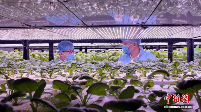 从宝岛到天山：台胞十年逐梦植物工厂
