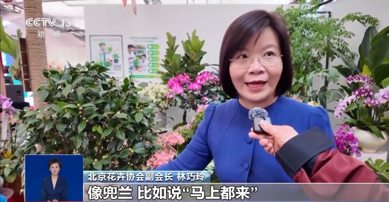 视频丨年宵花“花”式上新 年味“马上”来