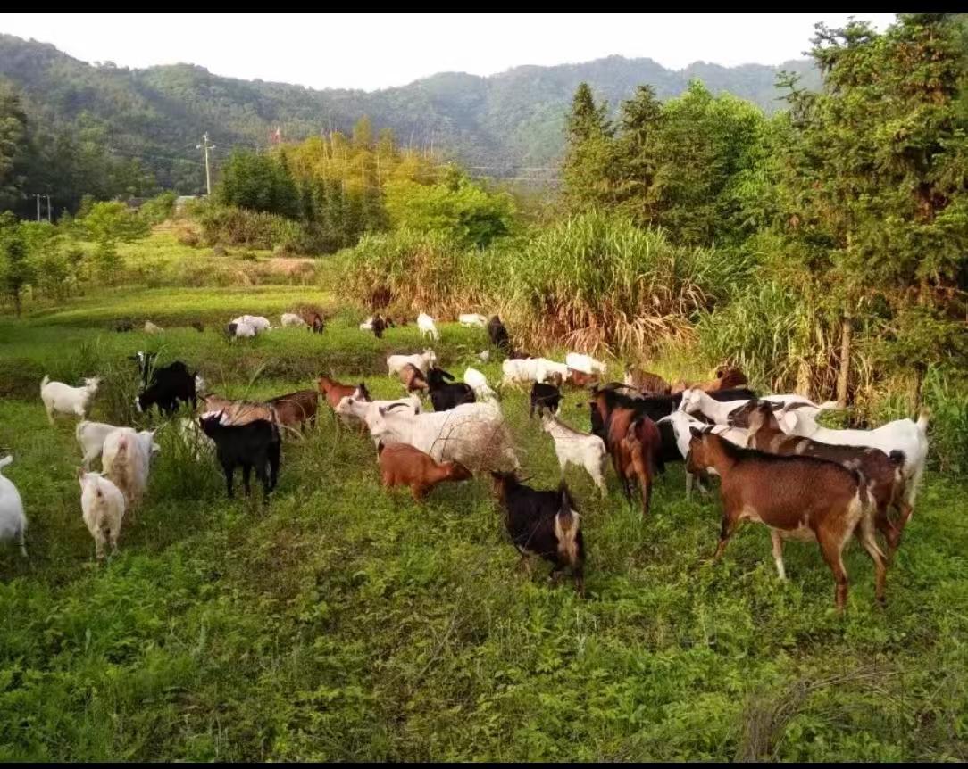 阳新：赶着羊群奔富路 “烤”出幸福好“钱”景