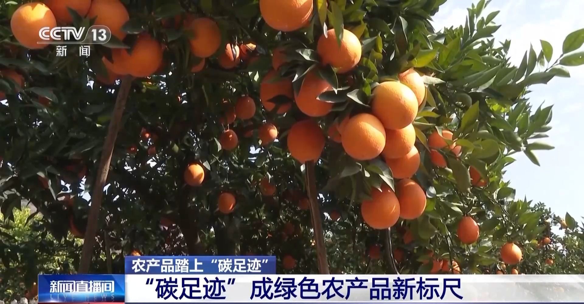视频丨农产品踏上“碳足迹”这个新标尺让柑橘“甜”上加“值”(图10)