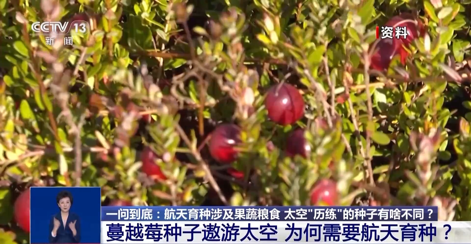 一问到底丨蔓越莓种子遨游太空 为何要航天育种?