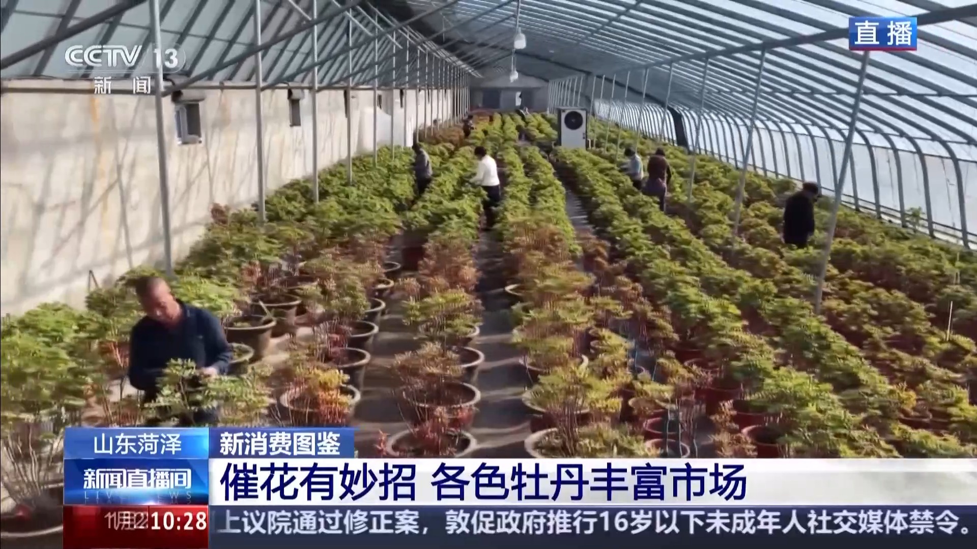 视频丨催花牡丹上市 “富贵花”成为村民“致富花”
