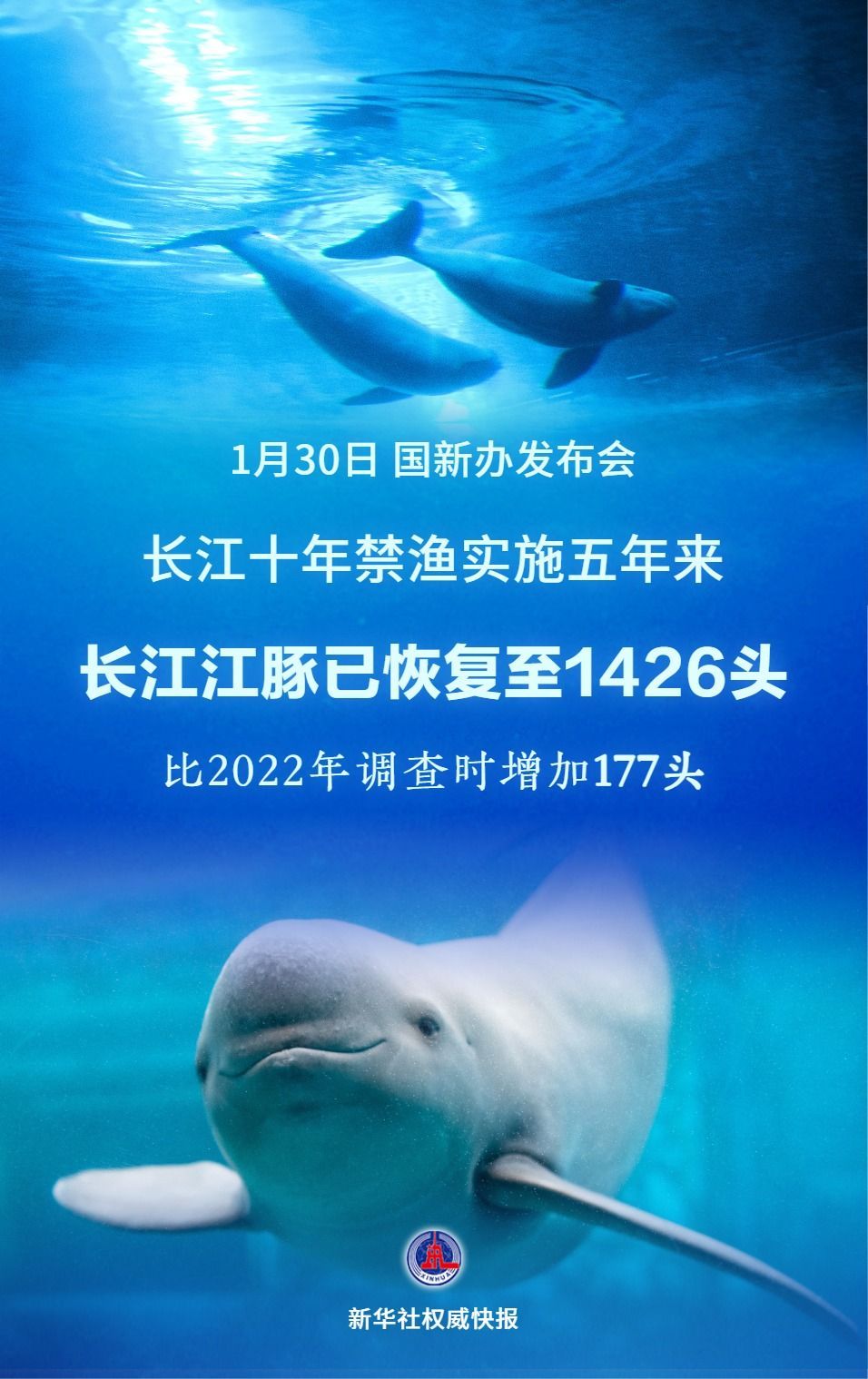  1426头！长江江豚数量实现恢复性增长