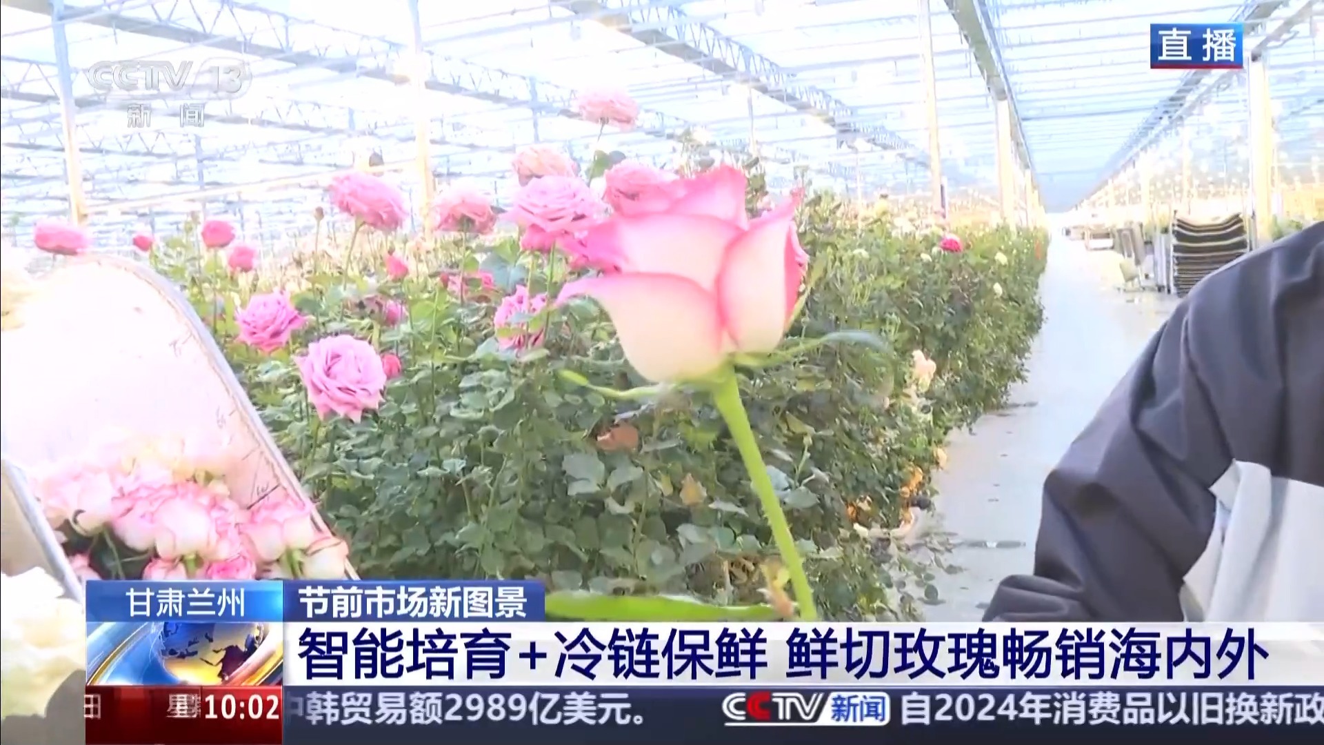 视频丨智能培育+冷链保鲜 鲜切玫瑰畅销海内外