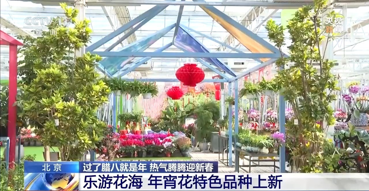 视频丨不只蝴蝶兰 北京年宵花市场“上新” 市民选购清单有了新选择