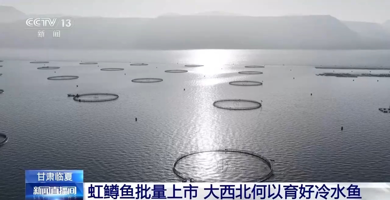 视频丨三倍体虹鳟鱼批量上市 大西北何以育好冷水鱼？
