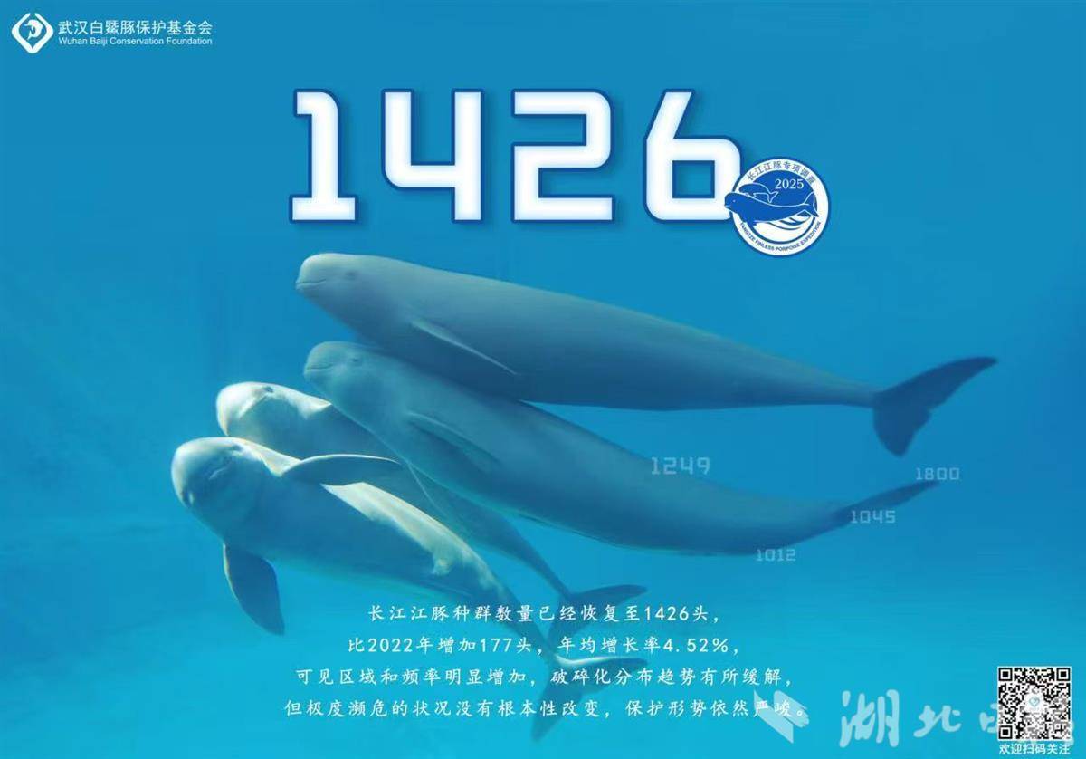  长江江豚数量增至1426头 荆楚护豚交出亮眼答卷