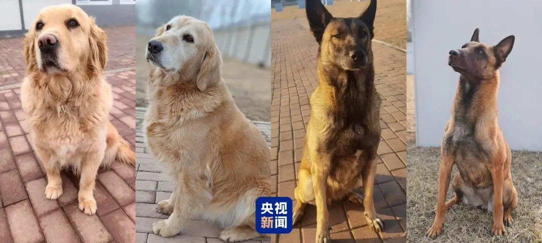 兰博、伯爵、安妮、炙心，到家了！