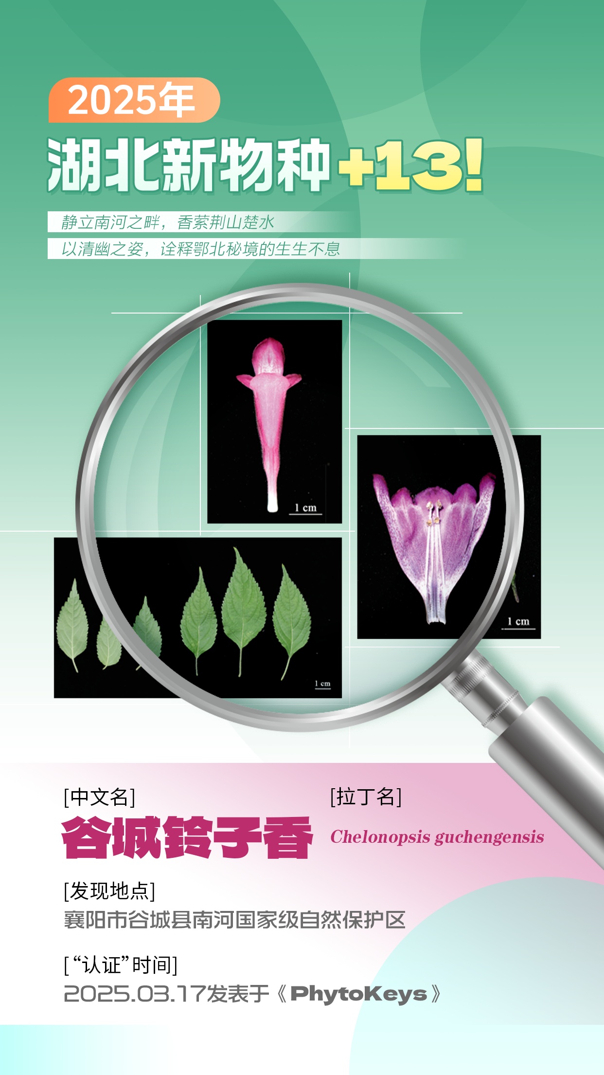 2025年，湖北新物种+13！这些“新邻居”，你认识吗？