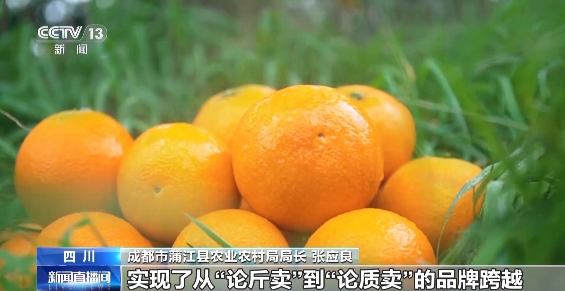 视频丨农产品踏上“碳足迹”这个新标尺让柑橘“甜”上加“值”(图5)