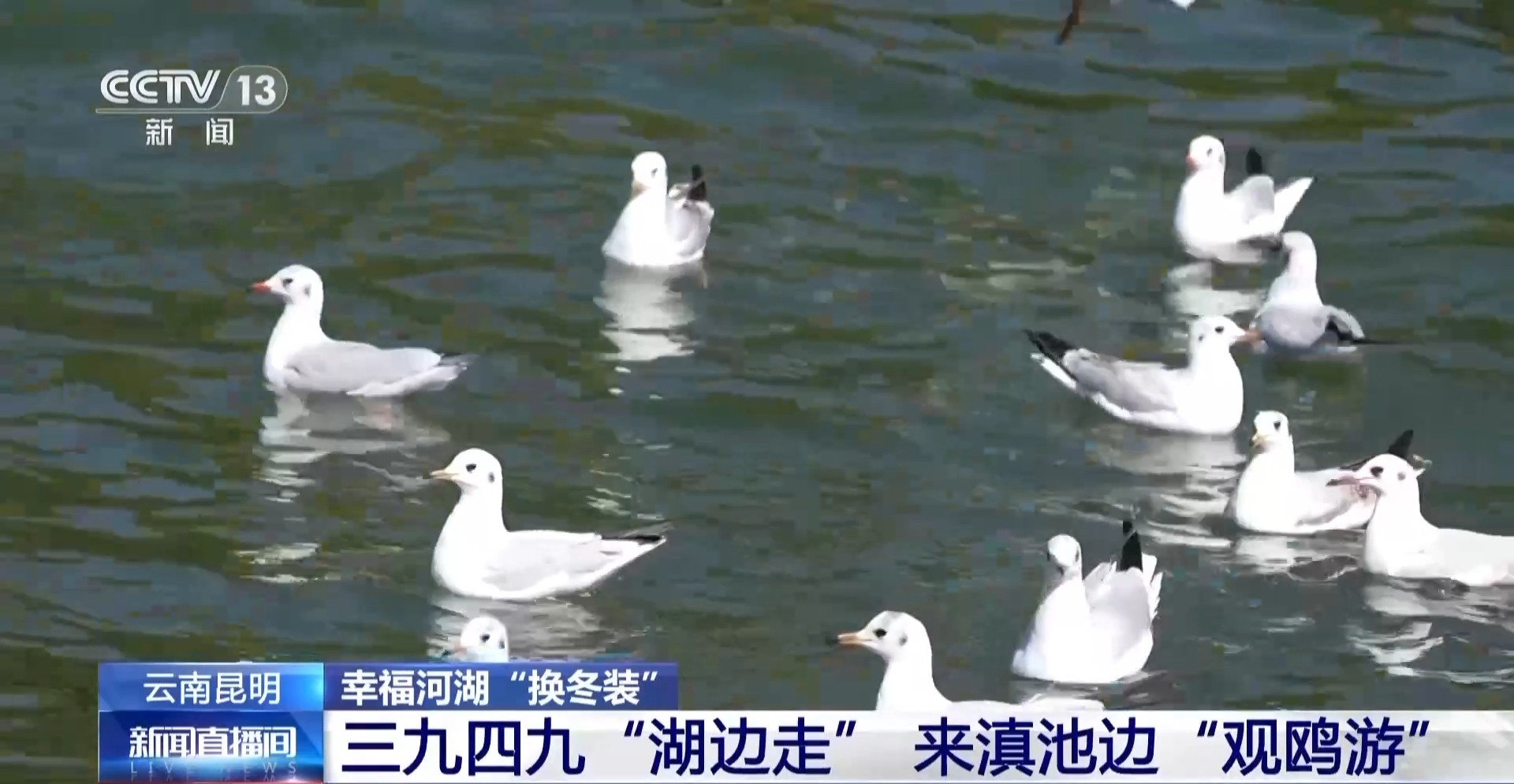  视频丨有一种生活叫云南 冬日滇池邀你来一场“观鸥游”