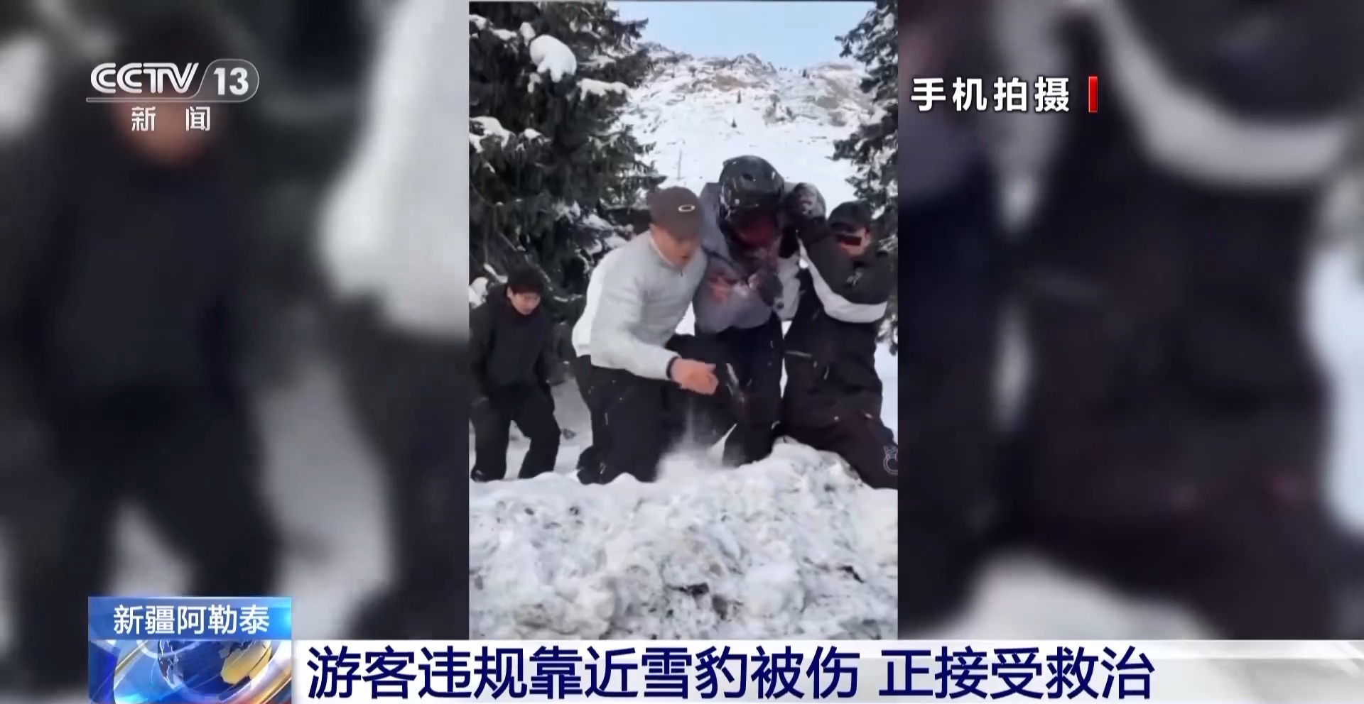  视频丨野外切记远离野生动物！游客违规靠近雪豹被咬伤