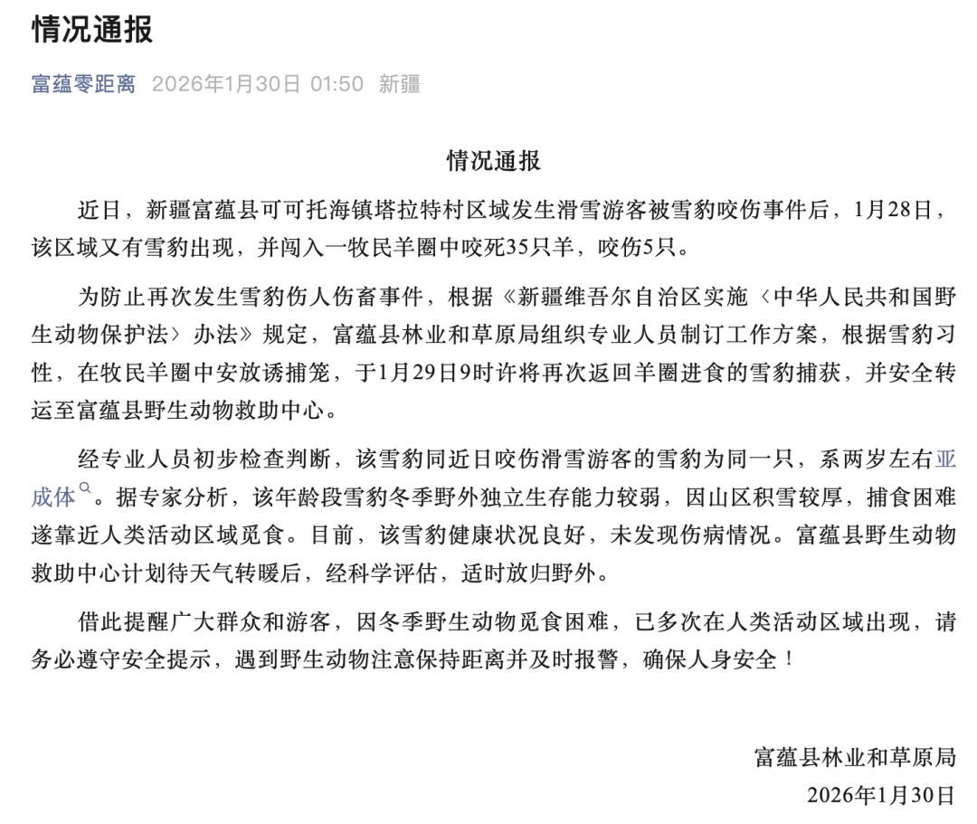 咬伤游客的雪豹，又咬死35只羊！当地通报：已捕获，系2岁左右亚成体
