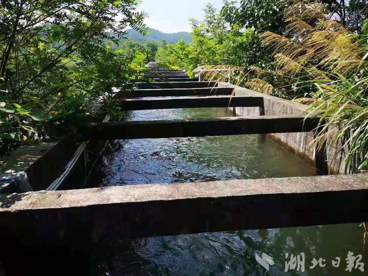  《焦点访谈》聚焦武汉府澴河流域生态补偿