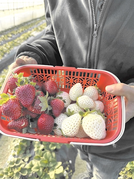  种植面积不大 养护成本较高 每斤100元，草莓界的奢侈品来了