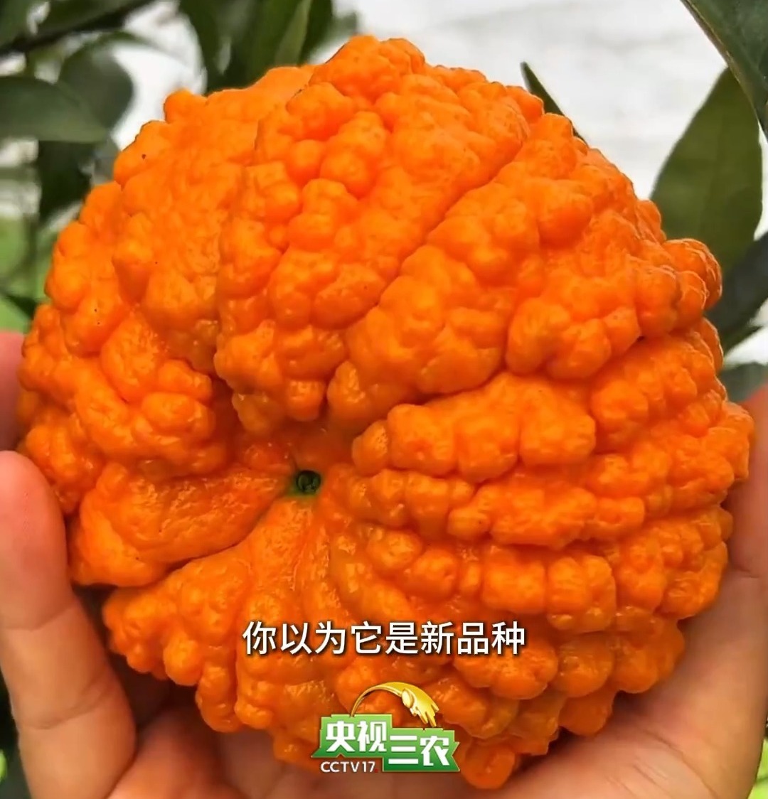 视频丨果嫩多汁还不黏手 这种像南瓜的柑橘正是美味时
