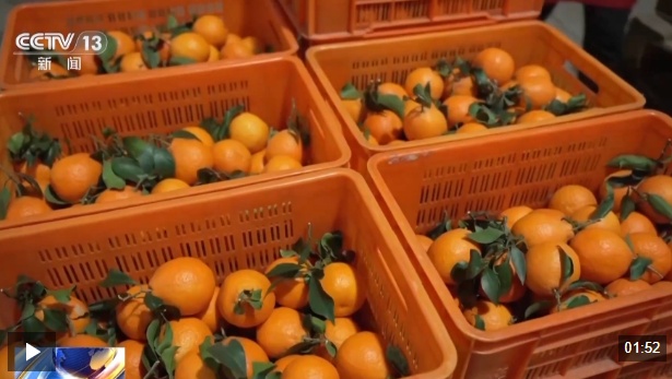 视频丨农产品踏上“碳足迹”这个新标尺让柑橘“甜”上加“值”(图2)