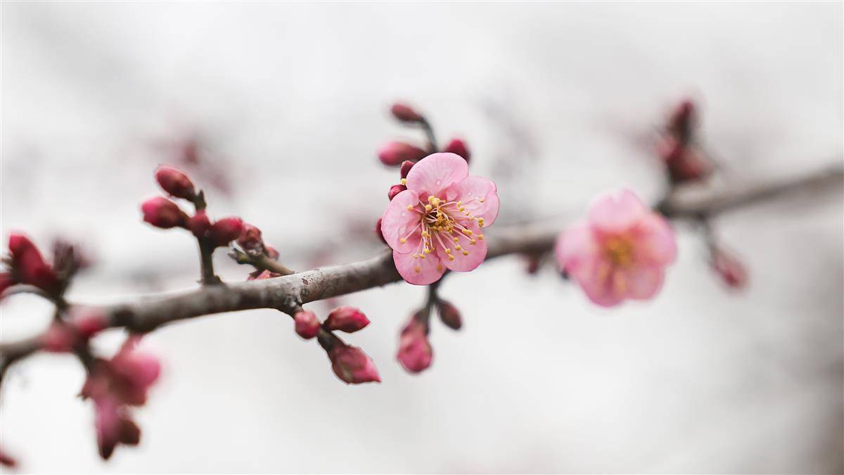 东湖梅园大年初一开园迎客