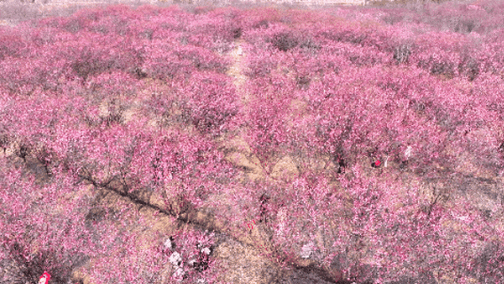 寒冬腊月 孝昌千亩梅园竞芬芳