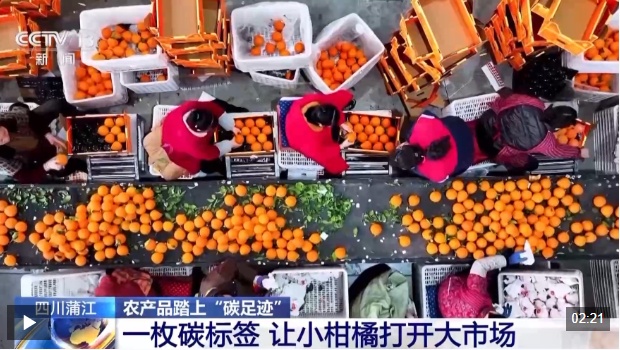 视频丨农产品踏上“碳足迹”这个新标尺让柑橘“甜”上加“值”(图6)