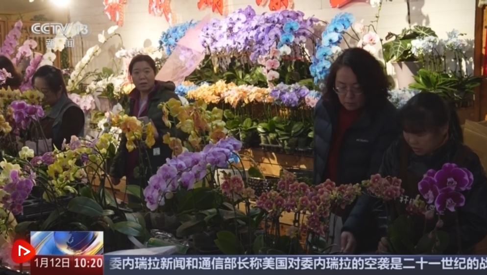 年宵花“上新”争奇斗艳持续热销 传统技艺趣味焕新“点亮”节前市场新图景