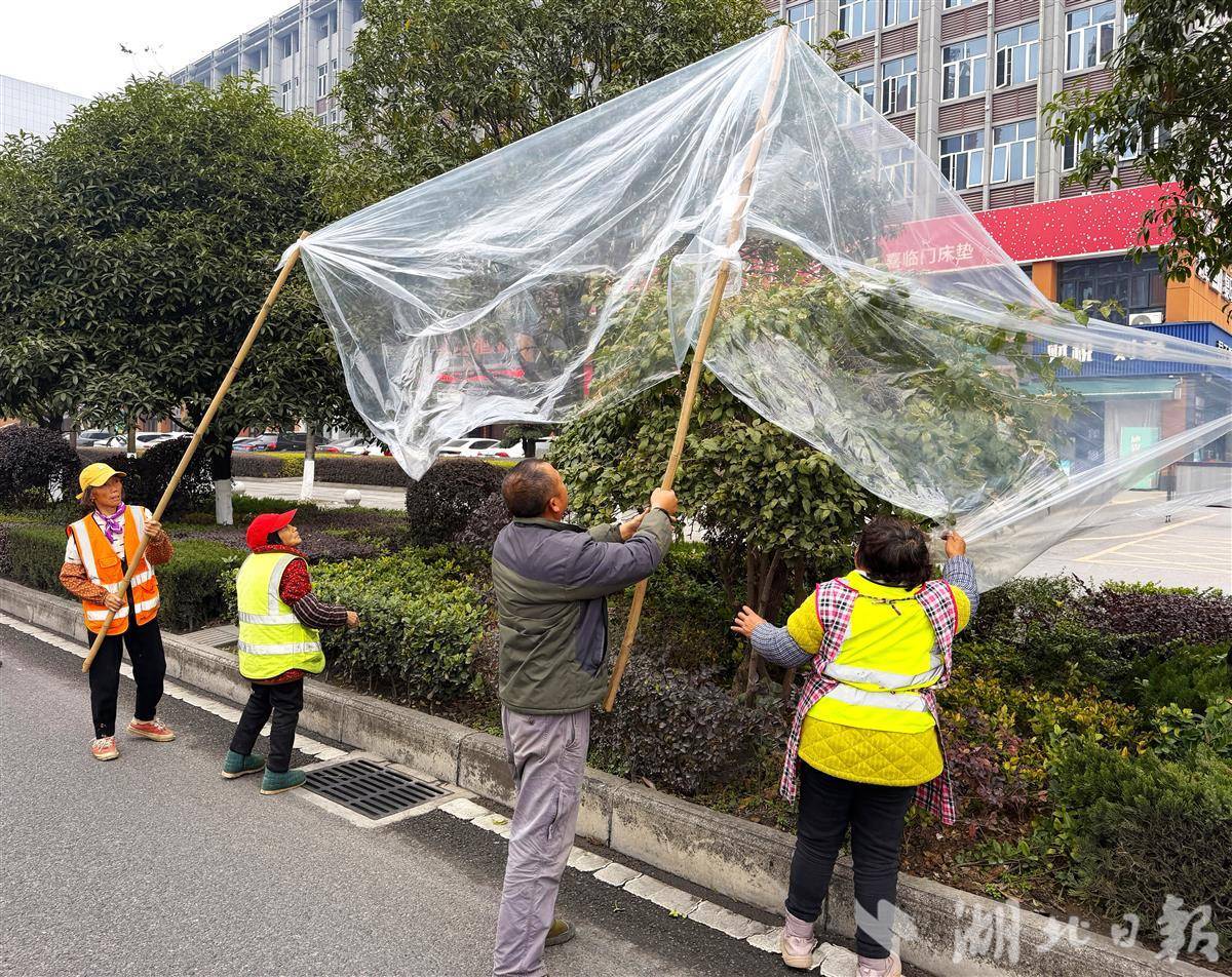 寒潮来袭！恩施园林工人为城市绿植披上“防寒衣”