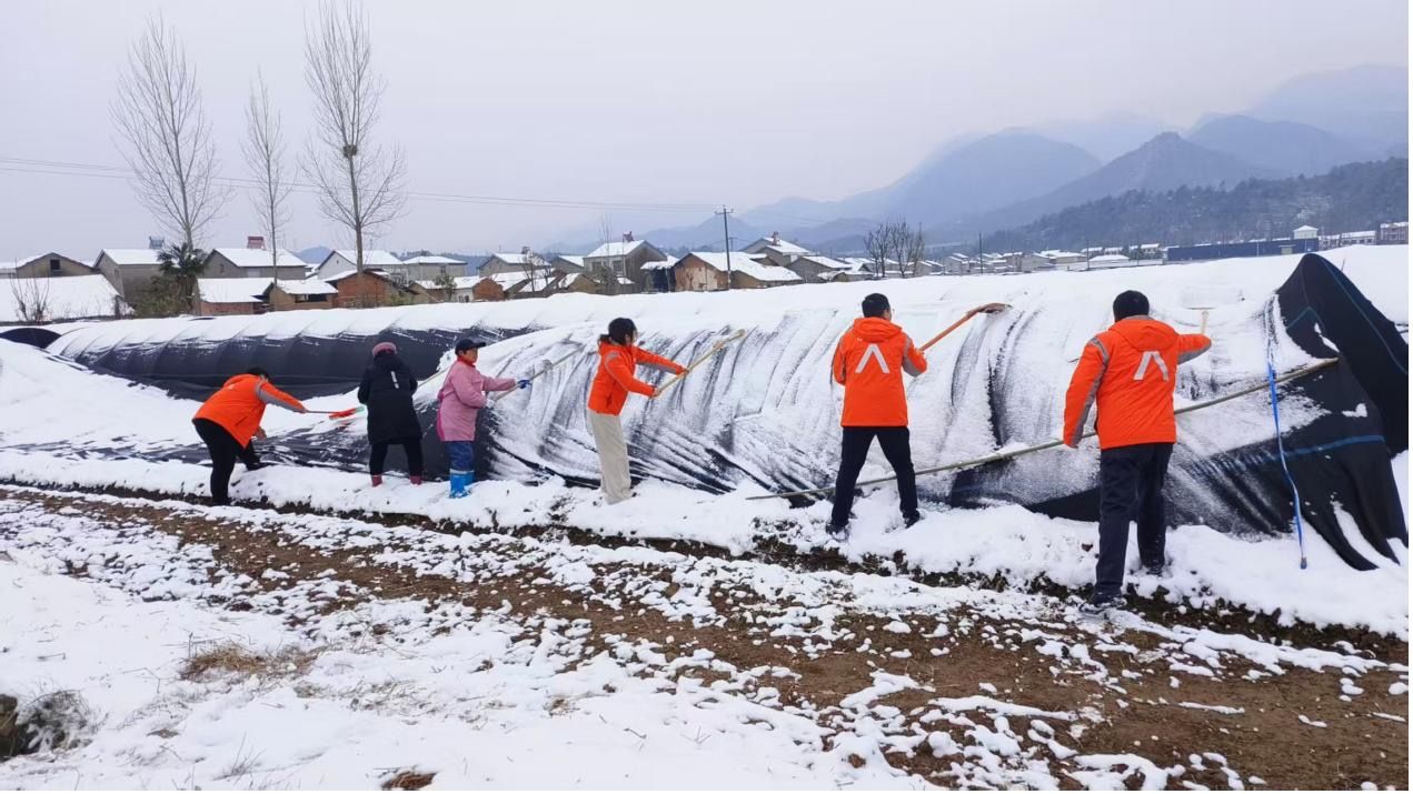 暴雪袭荆楚平安守民生——平安产险湖北分公司抗击冰雪护航农企保生产