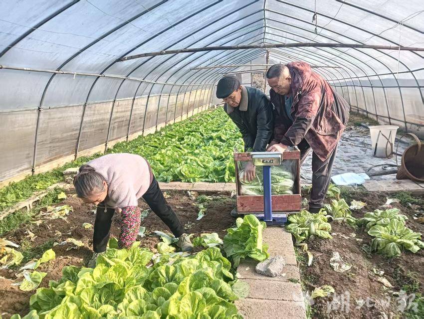 宣恩椿木营：高山白菜产销两旺