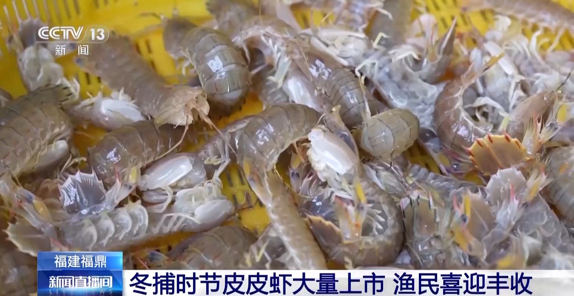  视频丨赴一场南北冬捕丰收之约 附超实用皮皮虾剥壳指南