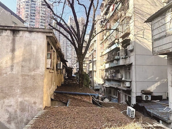  大树离房子太近引居民担心 社区联动园林部门现场处置