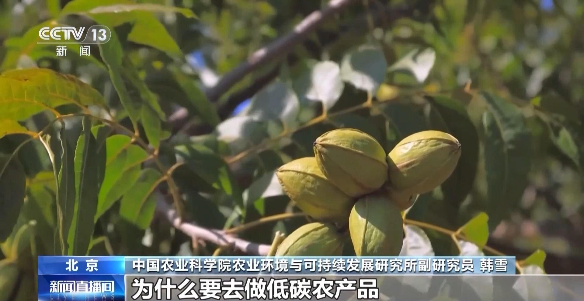 视频丨农产品踏上“碳足迹”这个新标尺让柑橘“甜”上加“值”(图11)