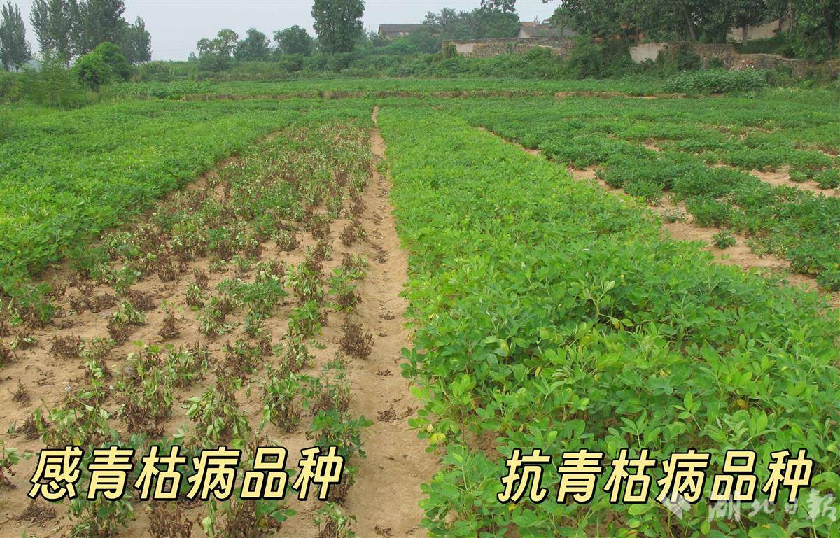  油料所两项成果获湖北省科学技术奖励