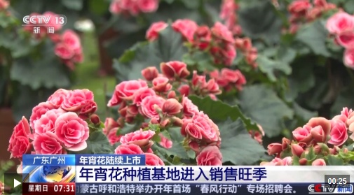 视频丨春节临近各地年宵花热销 你最喜欢哪一款？