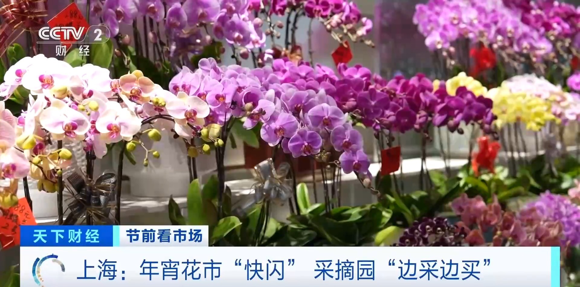 视频丨“边采边买”！马年春节仪式感从逛花市开始