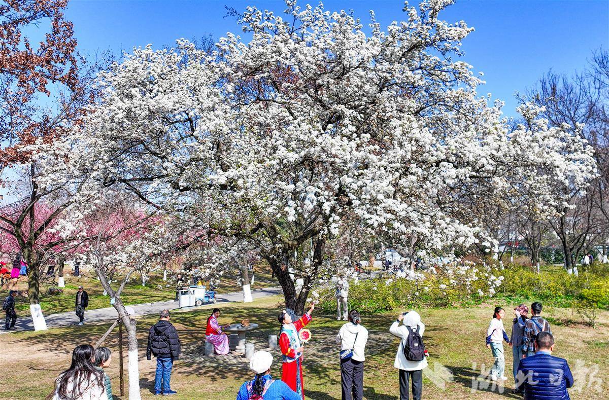 青山公园“最美梨花”绽放映春光