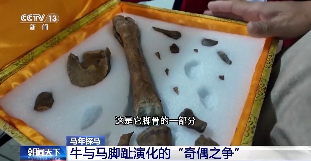 马年将至 探寻马儿跨越5600万年的演化传奇