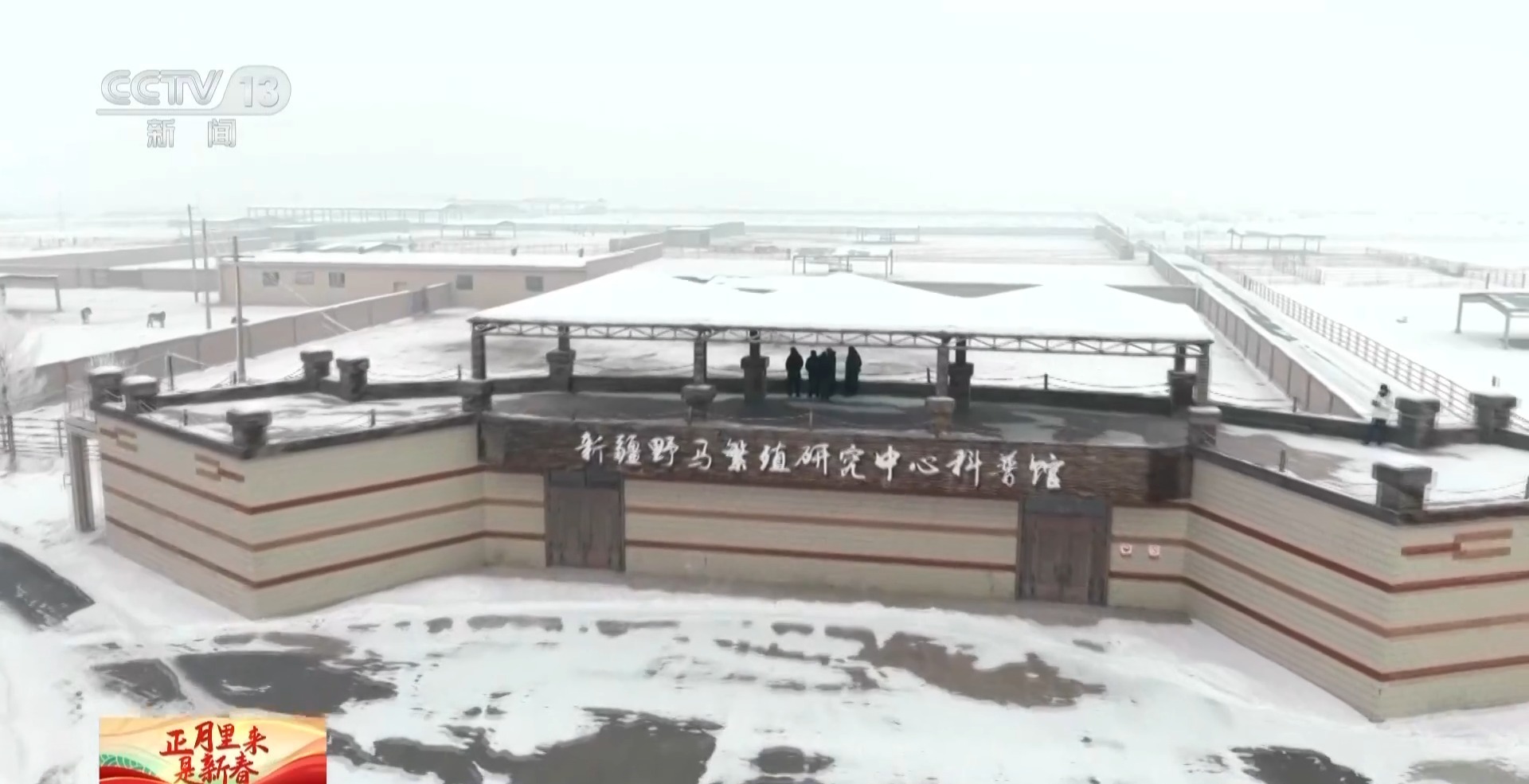 何以春节丨“骋骋”原型普氏野马：从“野外灭绝”到重返荒原