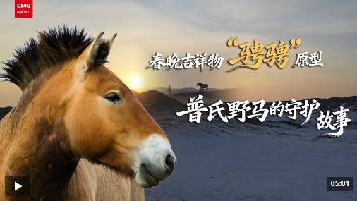 新春走基层｜春晚吉祥物“骋骋”原型——普氏野马的守护故事