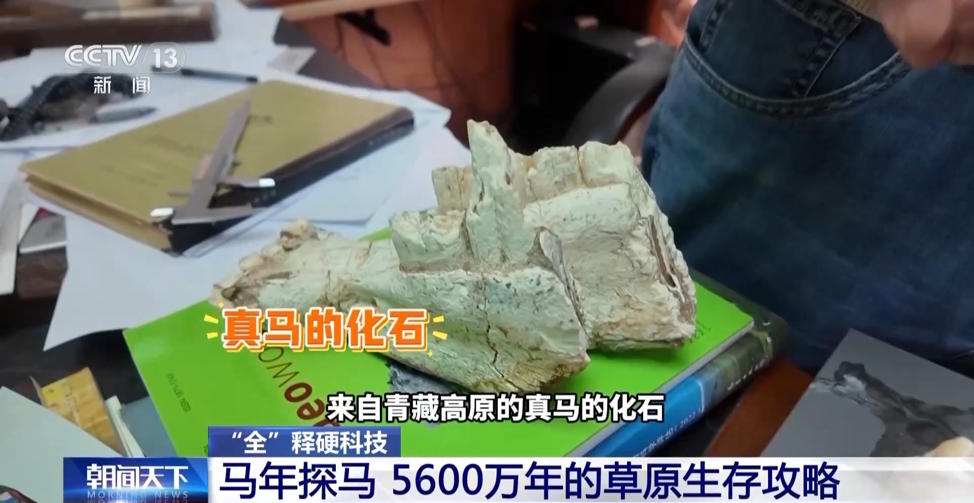 从丛林小兽到草原骏马 古脊椎所揭秘马的“生存攻略”