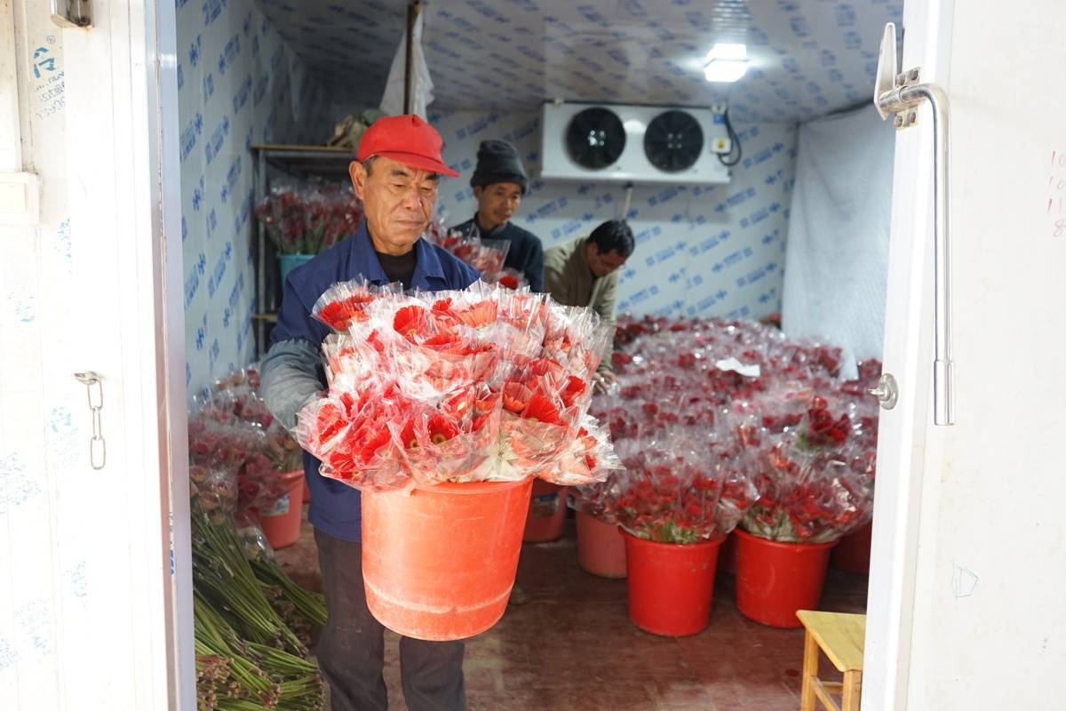 鄂东南最大“鲜花工厂”春节产销旺  日供4万支绽放“美丽经济”